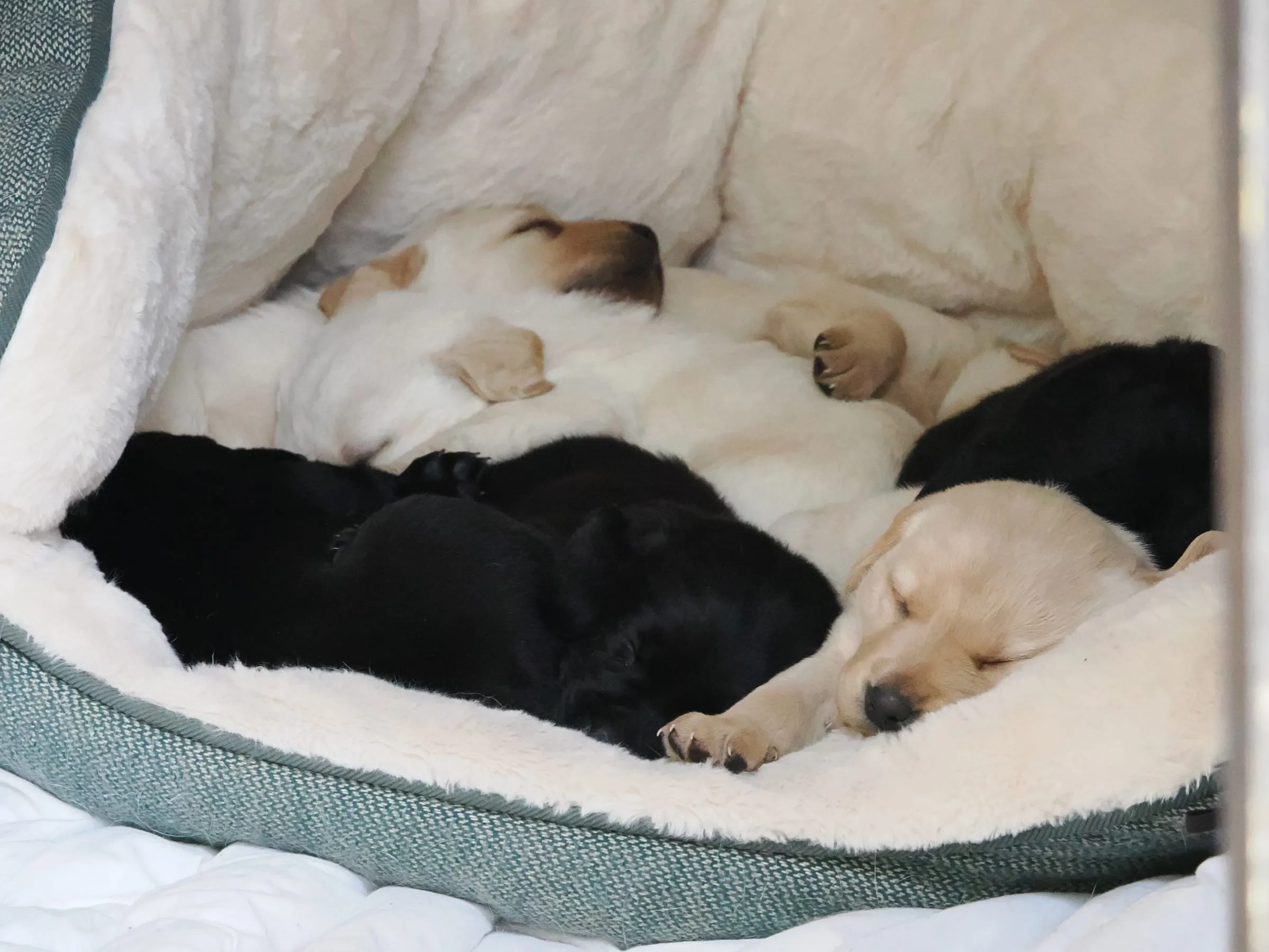The Evans-Bevan puppies