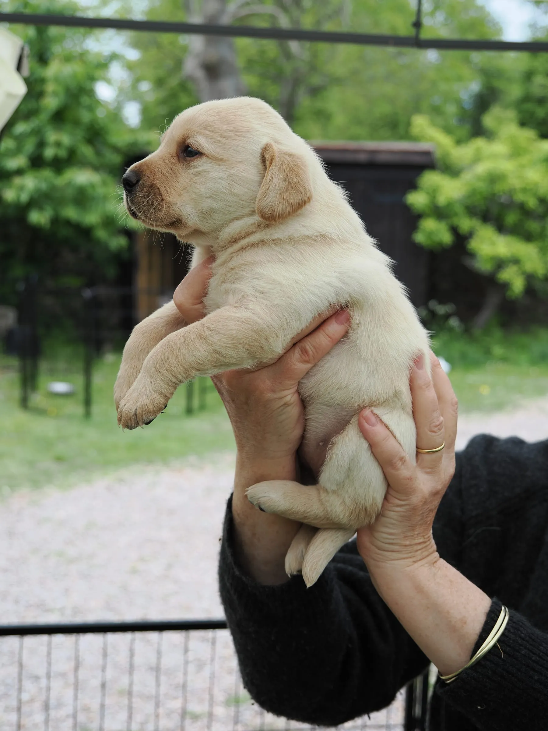 Pup 01 — side