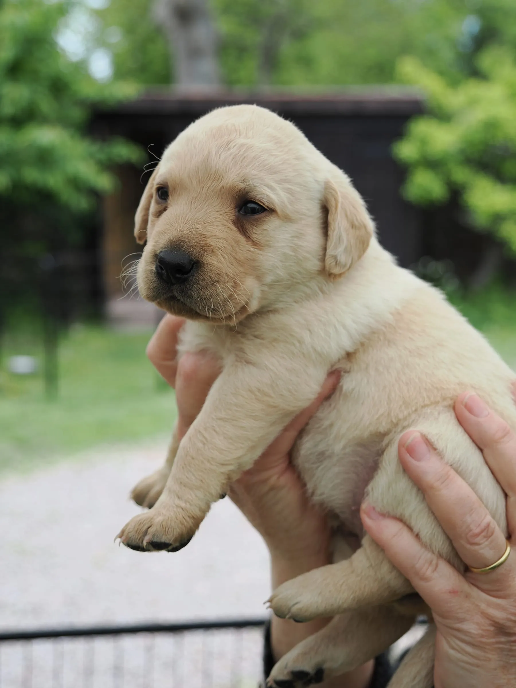 Photo of Pup 02