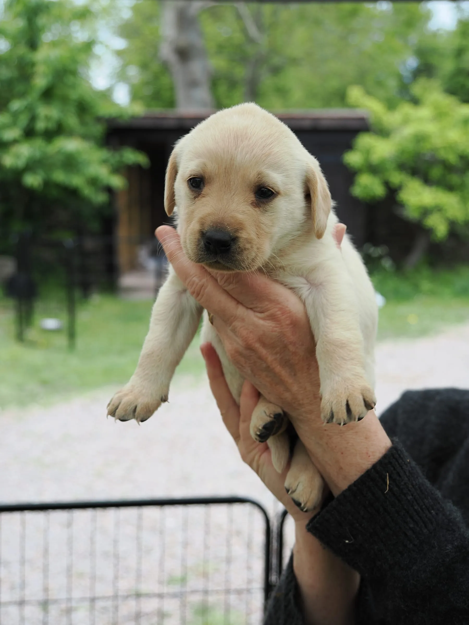 Photo of Pup 03