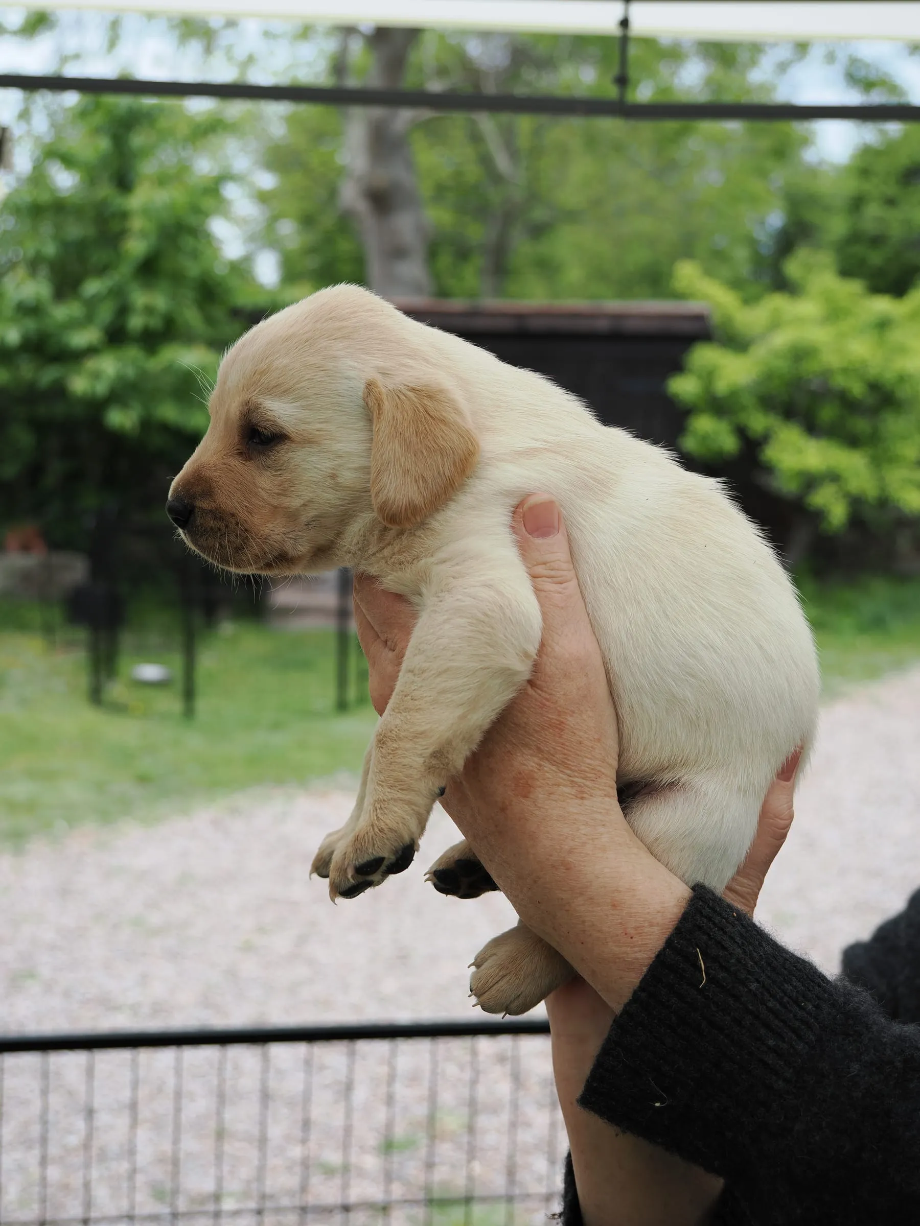 Pup 03 — side