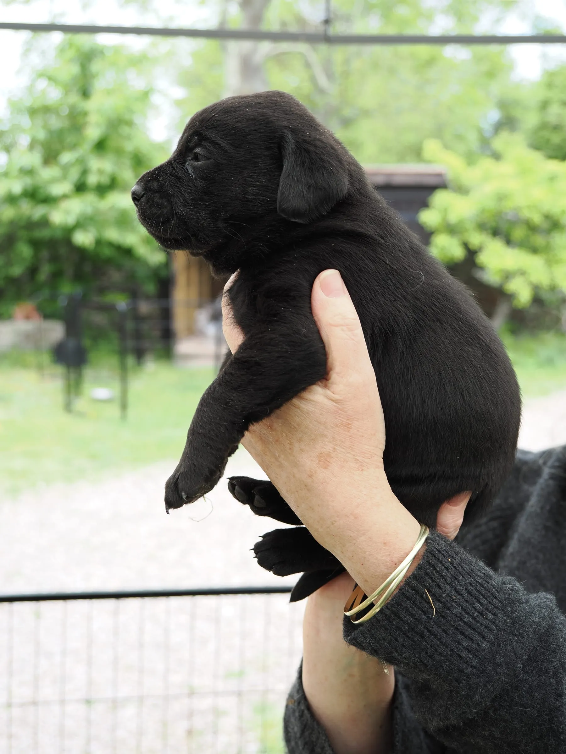 Pup 04 — side
