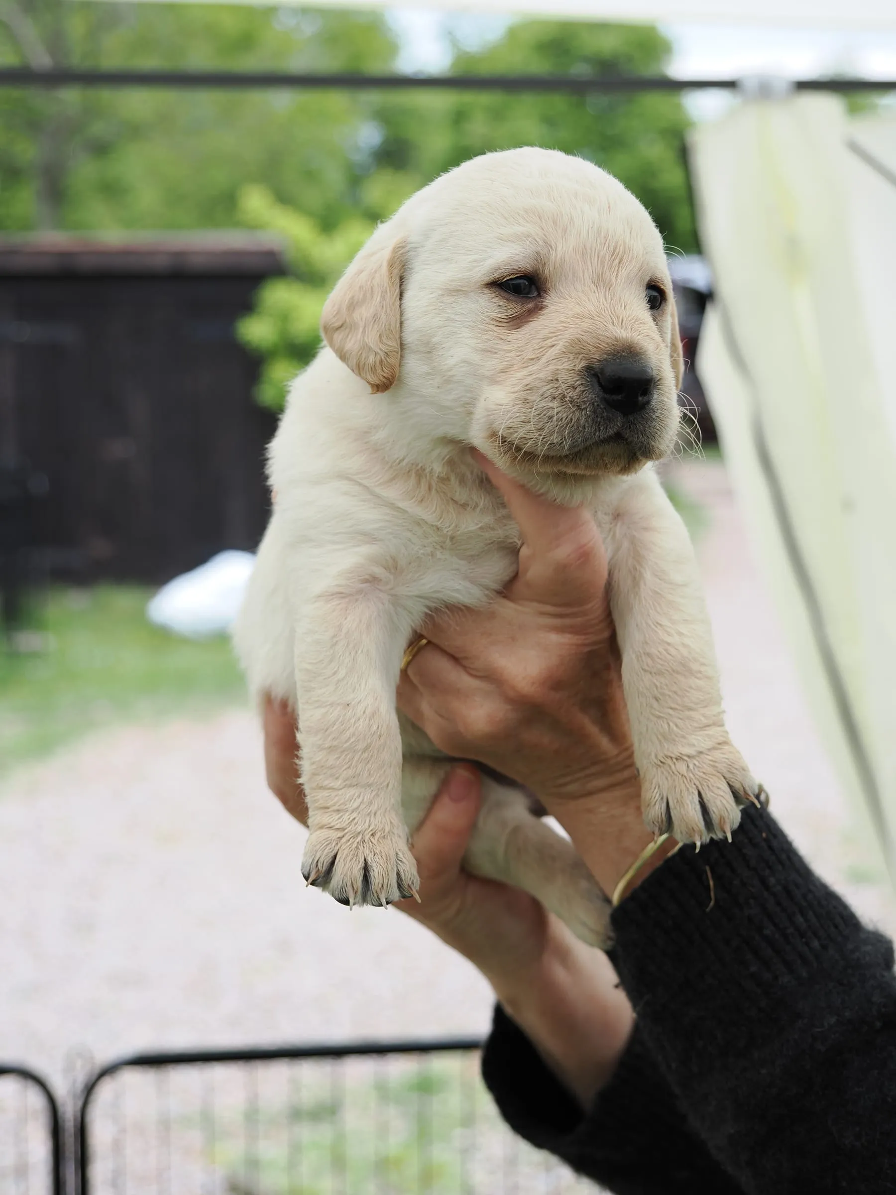 Photo of Pup 05