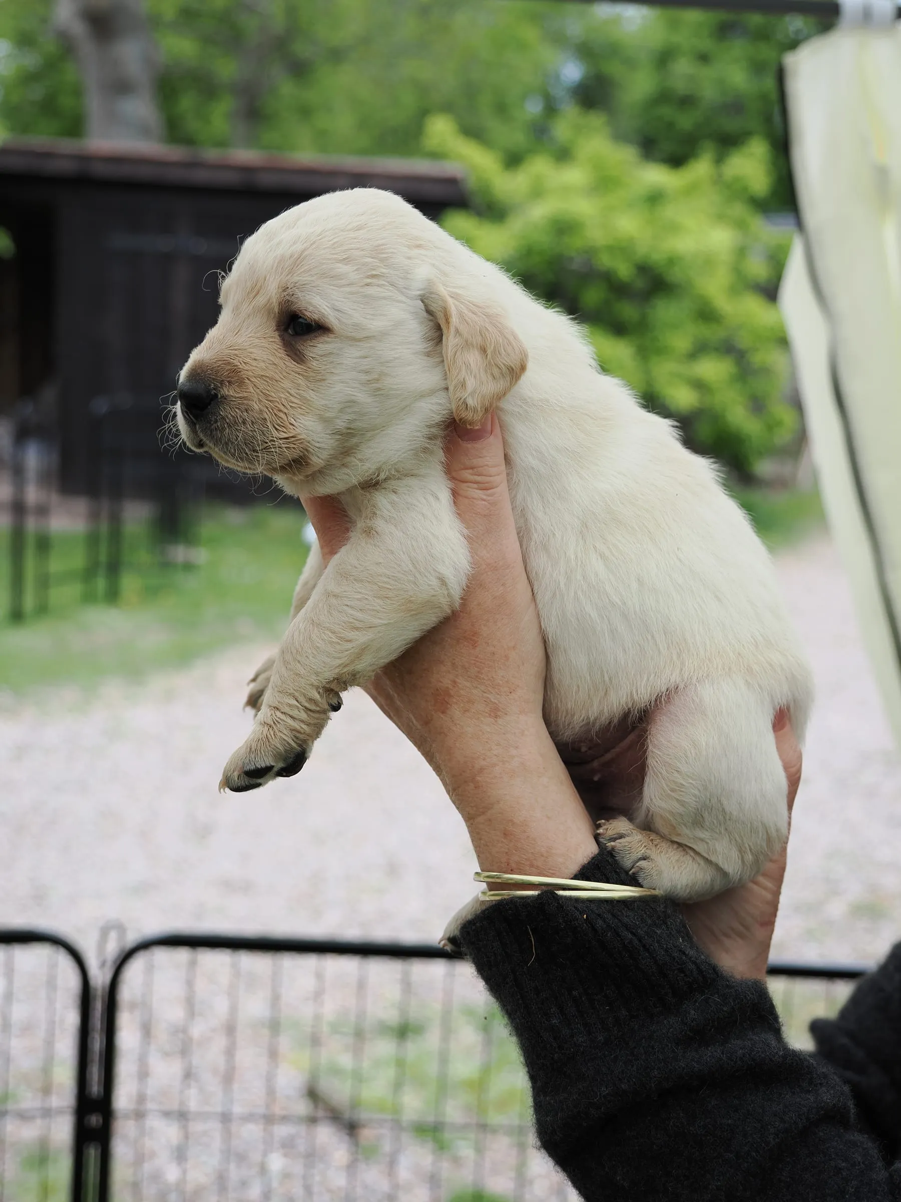 Pup 05 — side