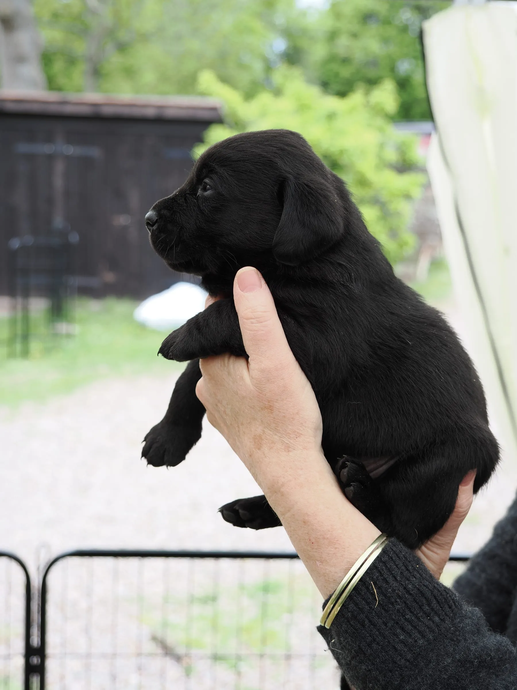 Pup 06 — side