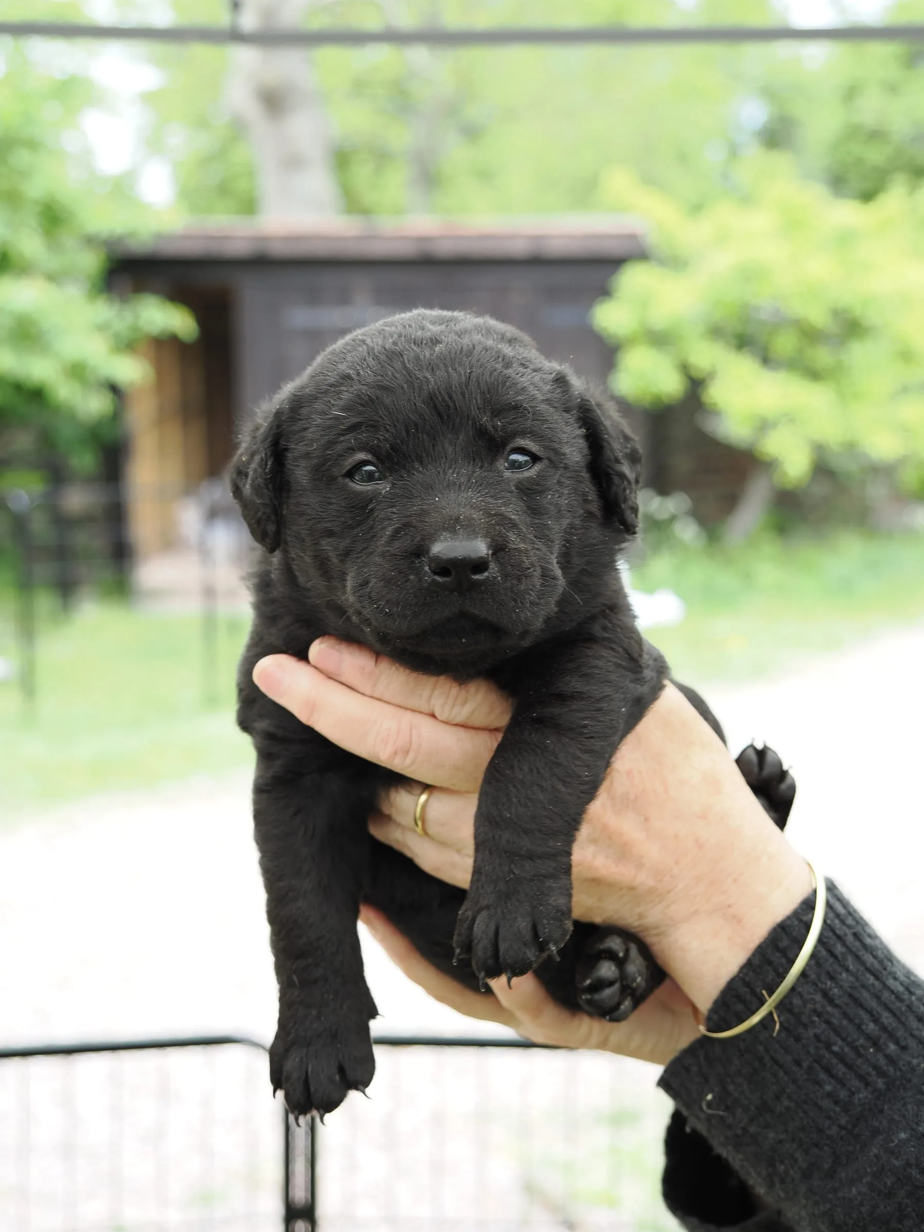 Photo of Pup 07