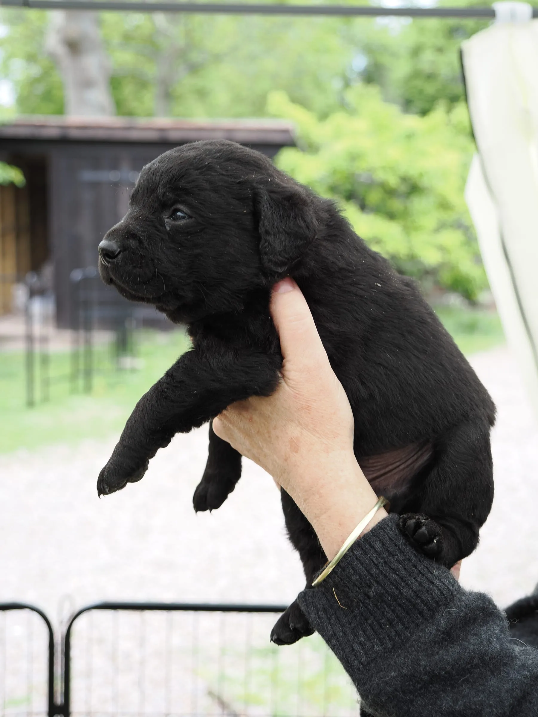 Pup 07 — side